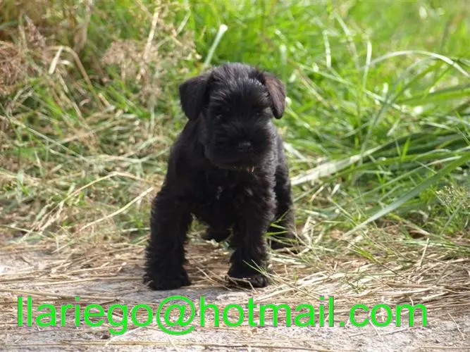 Gallery 03 - Schnauzer miniatura Llariego