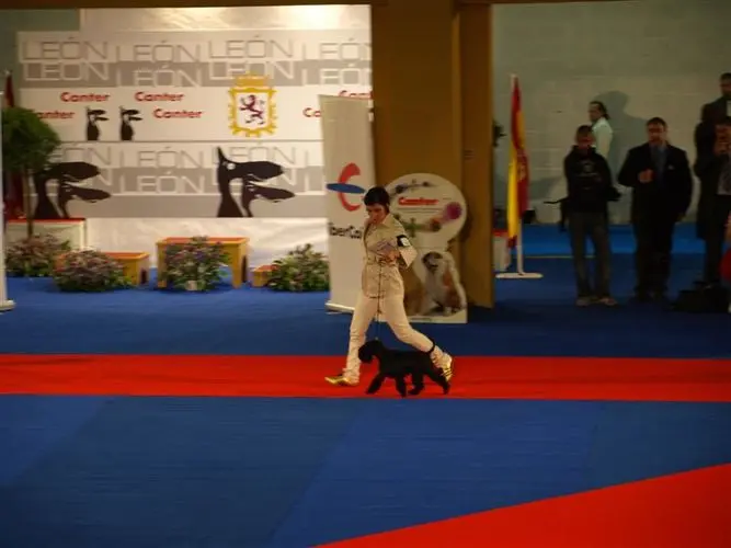 Gallery 06 - Schnauzer miniatura Llariego