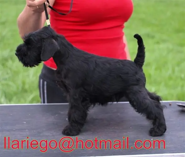 Gallery 09 - Schnauzer miniatura Llariego