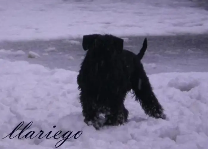 Gallery 14 - Schnauzer miniatura Llariego