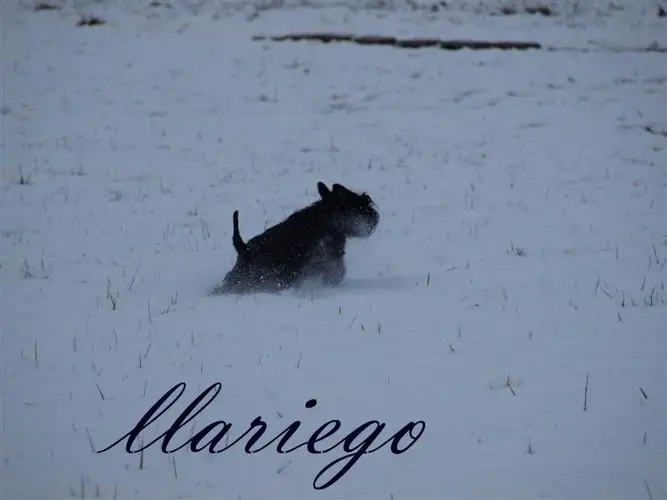 Gallery 16 - Schnauzer miniatura Llariego