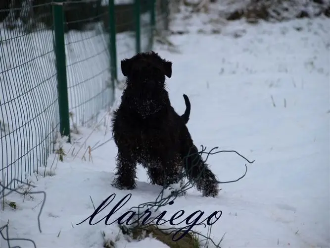 Gallery 17 - Schnauzer miniatura Llariego