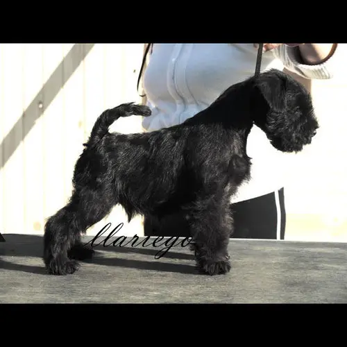 Gallery 24 - Schnauzer miniatura Llariego