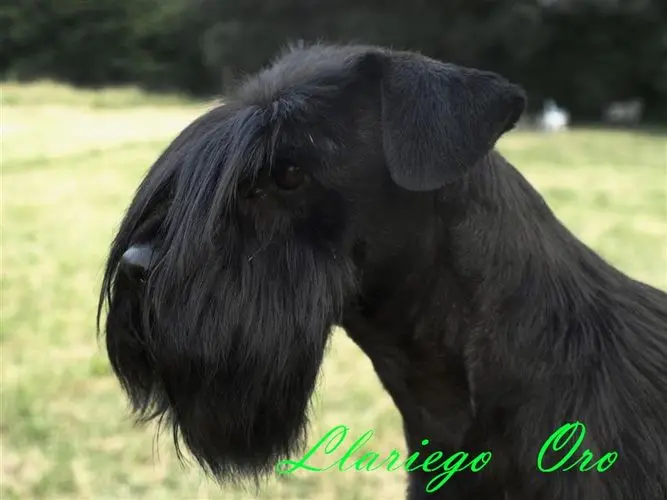 Gallery 25 - Schnauzer miniatura Llariego