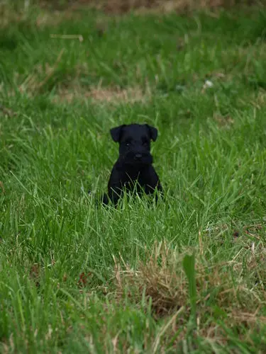 Gallery 26 - Schnauzer miniatura Llariego