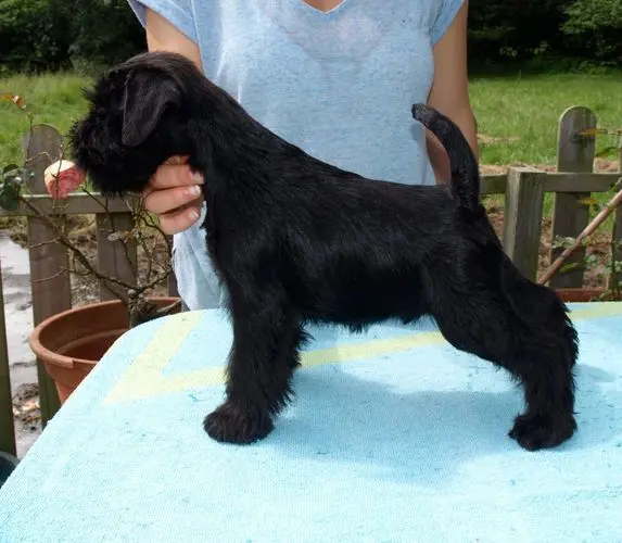 Gallery 31 - Schnauzer miniatura Llariego