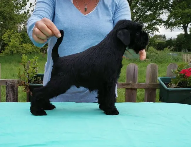 Gallery 32 - Schnauzer miniatura Llariego